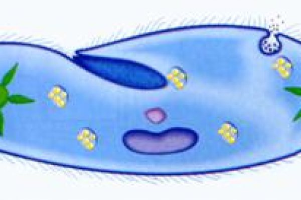 Kra27.cc