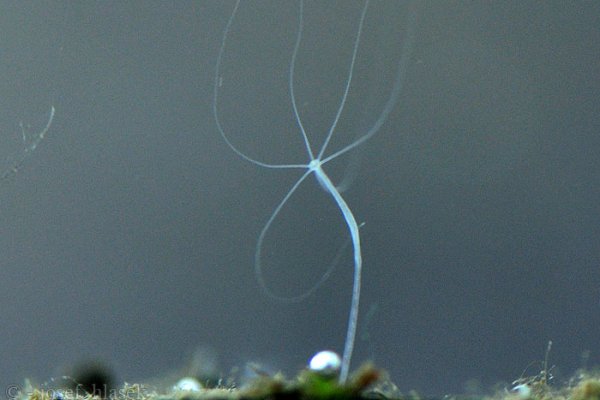 Сайт kraken darknet